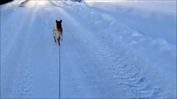 近藤幸子ブリーダーからお迎えした柴犬：モモちゃん