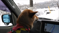 近藤幸子ブリーダーからお迎えした柴犬：モモちゃん