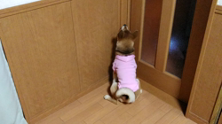 近藤幸子ブリーダーからお迎えした柴犬：モモちゃん