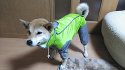 近藤幸子ブリーダーからお迎えした柴犬：モモちゃん