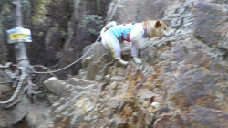 近藤幸子ブリーダーからお迎えした柴犬：モモちゃん