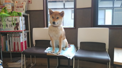近藤幸子ブリーダーからお迎えした柴犬：モモちゃん