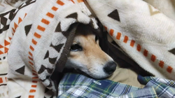 近藤幸子ブリーダーからお迎えした柴犬：モモちゃん