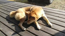 近藤幸子ブリーダーからお迎えした柴犬：モモちゃん