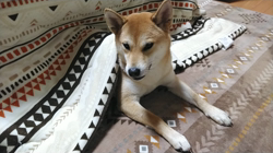 近藤幸子ブリーダーからお迎えした柴犬：モモちゃん