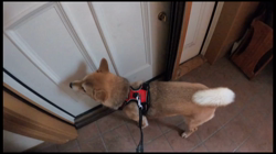 近藤幸子ブリーダーからお迎えした柴犬：モモちゃん