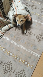 近藤幸子ブリーダーからお迎えした柴犬：モモちゃん