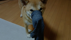 近藤幸子ブリーダーからお迎えした柴犬：モモちゃん