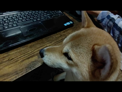 近藤幸子ブリーダーからお迎えした柴犬：モモちゃん