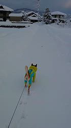 近藤幸子ブリーダーからお迎えした柴犬：モモちゃん