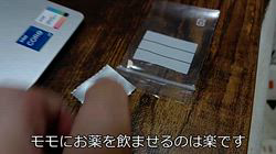 近藤幸子ブリーダーからお迎えした柴犬：モモちゃん