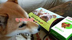 近藤幸子ブリーダーからお迎えした柴犬：モモちゃん
