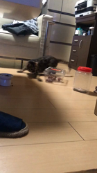 塩塚真樹ブリーダーからお迎えしたベンガル：Makobeちゃん