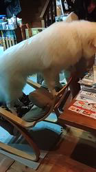 上條麗娜ブリーダーからお迎えしたグレートピレニーズ：Gold Shipくん