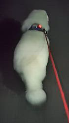 上條麗娜ブリーダーからお迎えしたグレートピレニーズ：Gold Shipくん