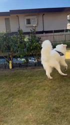 上條麗娜ブリーダーからお迎えしたグレートピレニーズ：Gold Shipくん