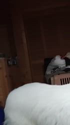 上條麗娜ブリーダーからお迎えしたグレートピレニーズ：Gold Shipくん