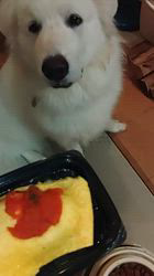 上條麗娜ブリーダーからお迎えしたグレートピレニーズ：Gold Shipくん