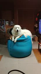 上條麗娜ブリーダーからお迎えしたグレートピレニーズ：Gold Shipくん