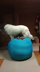 上條麗娜ブリーダーからお迎えしたグレートピレニーズ：Gold Shipくん