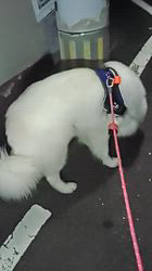 上條麗娜ブリーダーからお迎えしたグレートピレニーズ：Gold Shipくん