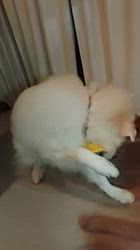 上條麗娜ブリーダーからお迎えしたグレートピレニーズ：Gold Shipくん