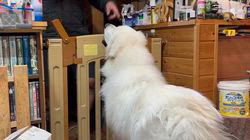 上條麗娜ブリーダーからお迎えしたグレートピレニーズ：Gold Shipくん