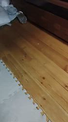 上條麗娜ブリーダーからお迎えしたグレートピレニーズ：Gold Shipくん