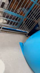 上條麗娜ブリーダーからお迎えしたグレートピレニーズ：Gold Shipくん