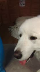 上條麗娜ブリーダーからお迎えしたグレートピレニーズ：Gold Shipくん