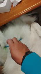 上條麗娜ブリーダーからお迎えしたグレートピレニーズ：Gold Shipくん