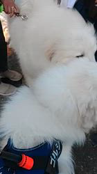 上條麗娜ブリーダーからお迎えしたグレートピレニーズ：Gold Shipくん