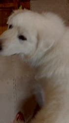 上條麗娜ブリーダーからお迎えしたグレートピレニーズ：Gold Shipくん