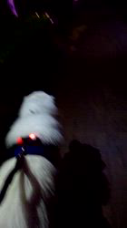 上條麗娜ブリーダーからお迎えしたグレートピレニーズ：Gold Shipくん