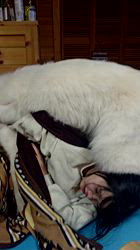 上條麗娜ブリーダーからお迎えしたグレートピレニーズ：Gold Shipくん