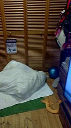 上條麗娜ブリーダーからお迎えしたグレートピレニーズ：Gold Shipくん