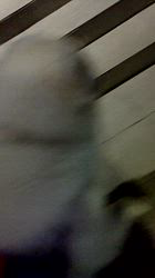 上條麗娜ブリーダーからお迎えしたグレートピレニーズ：Gold Shipくん