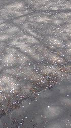 上條麗娜ブリーダーからお迎えしたグレートピレニーズ：Gold Shipくん