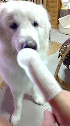 上條麗娜ブリーダーからお迎えしたグレートピレニーズ：Gold Shipくん