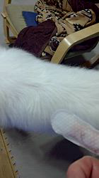 上條麗娜ブリーダーからお迎えしたグレートピレニーズ：Gold Shipくん