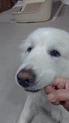 上條麗娜ブリーダーからお迎えしたグレートピレニーズ：Gold Shipくん