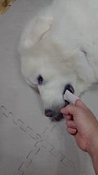 上條麗娜ブリーダーからお迎えしたグレートピレニーズ：Gold Shipくん