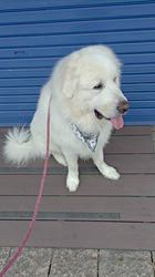 上條麗娜ブリーダーからお迎えしたグレートピレニーズ：Gold Shipくん