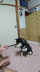 富本恵ブリーダーからお迎えした柴犬：虎鉄くん