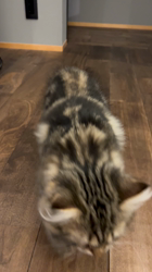 冨岡利枝ブリーダーからお迎えしたミヌエット：あずきちくん