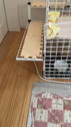 岩垣朋子ブリーダーからお迎えしたミヌエット：まめたくん