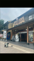 原山洋ブリーダーからお迎えした父プードル母チワワ(ロング)：福楽朗くん