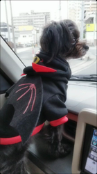 原山洋ブリーダーからお迎えした父プードル母チワワ(ロング):福楽朗くん