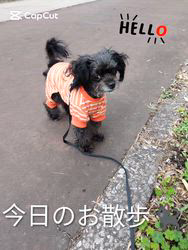 原山洋ブリーダーからお迎えした父プードル母チワワ(ロング)：福楽朗くん