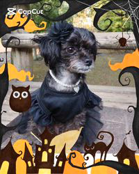 原山洋ブリーダーからお迎えした父プードル母チワワ(ロング)：福楽朗くん